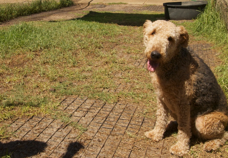 The pampered hot sale pooch motel