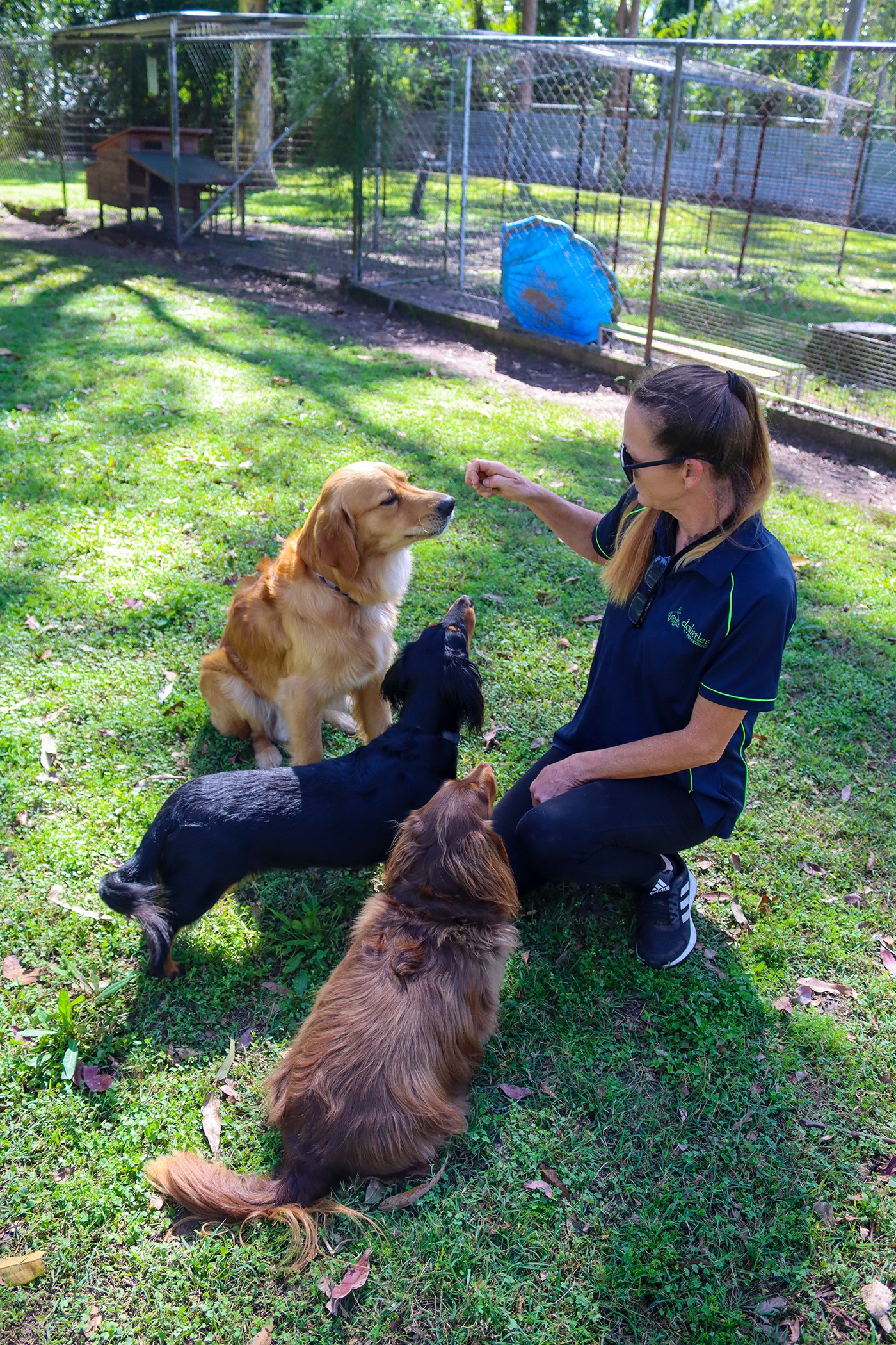 Best overnight dog top kennels near me